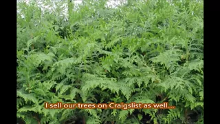 How We Use Craigslist at a Bucks County Tree Farm aaa trees