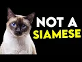 How To Tell If Your Cat Is A SIAMESE EASY