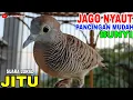 Download Lagu PERKUTUT LOKAL GACOR PALING AMPUH MEMANGGIL LAWAN GACORAN‼️💥