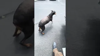 #fyp #dream #doberman #pets #youtube