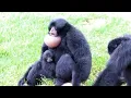 Download Lagu The most beautiful and funny siamang (gibbon) sounds