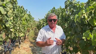 Rezultatet e Monitorimit të Vreshtit | Agronom z. Isuf Kaziu