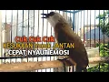 Download Lagu Trucuk BETINA memanggil Jantan Suara Birahi Ngecuplik 100% pancingan trucukan gacor agar BUNYI EMOSI