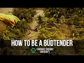 How to be a BudTender in a Dispensary Best budtender certification for budtender jobs