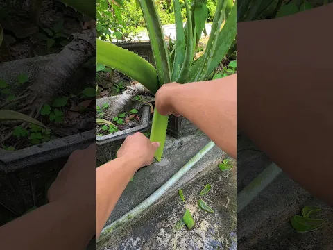 What are some lesser-known uses of aloe vera?