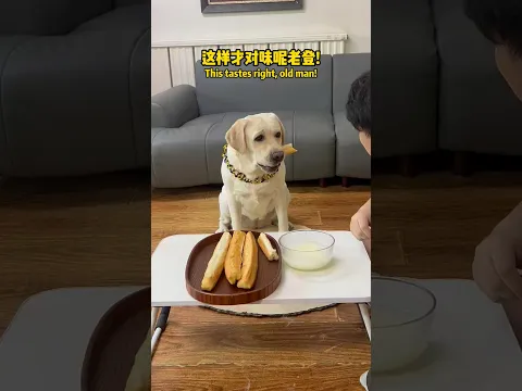 狗子:油条配豆浆!天下第一香!Doggo:Fried dough sticks with soybean milk, nothing tastes better!!#搞笑汪驾到 #萌寵 #寵物 #搞笑