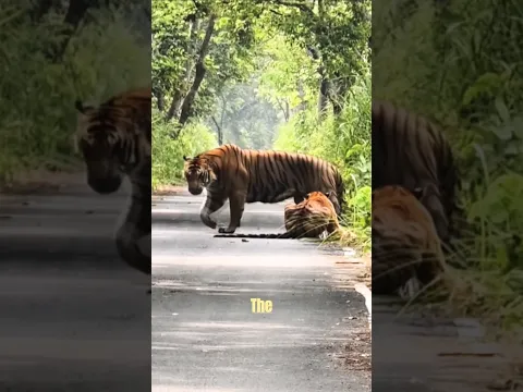 Massive Tiger Ever!!! #tiger #bigcats #wildanimals #animals