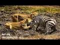 Download Lagu WILD SURVIVAL | Survival Challenges in the Land of Predators | Animal documentary