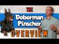 Doberman Pinscher 101 A Breed Overview