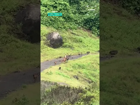 Deer Makes Daring Escape