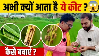 धान में अभी क्यों बढ़ रहे हैं ये कीट? 😱 माहू, तना छेदक और पत्ती लपेटक से बचाव | Chhattisgarh