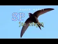 Download Lagu Suara panggil walet jos respon