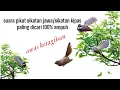 Download Lagu PIKAT SIKATAN KIPAS RIBUT | sikatan jawa susah turun