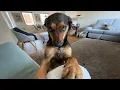 Lagu When Your Crazy Dog Suddenly Becomes Polite! 😂🐶 Cute Dog Videos