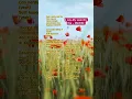 Download Lagu I Lay My Love On You -Westlife #singing #learnenglish #liriklagu #terjemahanlagu #englishsongs