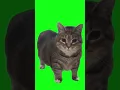 Download Lagu Kucing akmal.mp4 #memes #meme #kucing #akmal #kucinglucu