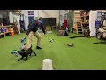 Finn s Retriever Training at 8 Weeks Old