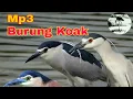 Download Lagu suara pikat burung Koak malam di jamin mantap MP3