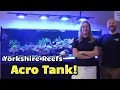 Download Lagu 6 Feet of Schooling Fish \u0026 Acros! The Yorkshire Reefs SPS Waterbox Infinia 275.6