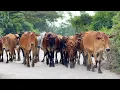 Download Lagu Video Gembala Sapi Lembu digiring Melalui Perdesaan menuju Ke Kandang Peternakan Hewan Ternak sapi