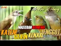 Download Lagu MASTERAN CUCAK JENGGOT - CILILIN - KAPAS TEMBAK - KENARI