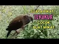 Download Lagu SUARA PIKAT BURUNG TEKUKUR GACOR