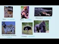 Download Lagu Pictures and Names of Animals Animated