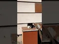 Download Lagu The Most HILARIOUS Cat Moments Ever Caught On Camera