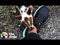 Tiniest Baby Deer Asks Woman To Rescue Him The Dodo Faith Restored