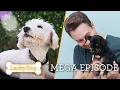 What Happens When You Adopt a Lucky Dog Lucky Dog Episode Marathon