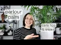 PARLOUR PALM CARE Chameadorea Elegans Tips Tricks