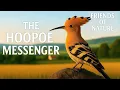 The Hoopoe The Bird That Spied for a King Friends of Nature