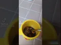 Have you ever tried Pinecone jam