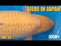 Lagu Odakan BIG Koi 85cm+  | Siebe In Japan Day 34