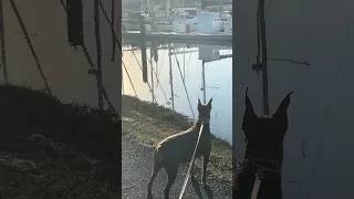 #fyp #dream #doberman #pets #youtube