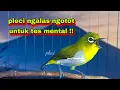 Download Lagu Suara Burung Pleci Bustomi Gacor Ngalas Ngotot #21 Terbaik Buat Pancingan Pleci bahan