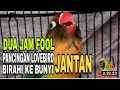 Download Lagu Pancingan Lovebird Jantan Birahi Ke Bunyi 100% Ampuh