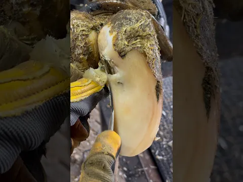 She’s trying to shed this sole….