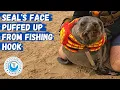 Seal s Face Puffed Up From Fishing Hook
