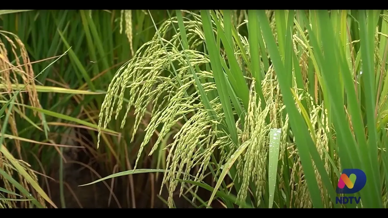Conheça como é produzido o arroz em Santa Catarina