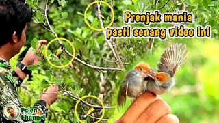 setelah mikat prenjak lanjut mikat burung kecil karena sudah ngantri