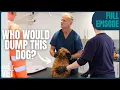 Download Lagu Bin Workers Find Bloated Dog in Woods — Vet Rushes to Save Her! | Rescue Vet with Dr Scott Miller