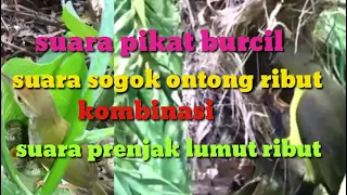 Download Suara pikat burcil MP3