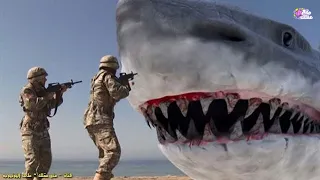 قرش البحر يهاجم سفينة مشهد مخيف 