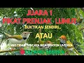 Download Lagu AUTO POIN BANYAK ‼️suara pikat Burung prenjak lumut ribut /prenjak gacor cieng