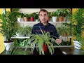 Download Lagu Cómo cuidar la PLANTA CINTA o MALA MADRE (Chlorophytum comosum).