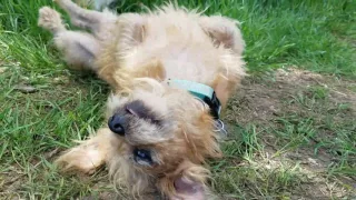 Henry Happiest Foster Dog Ever All Aboard Animal Rescue