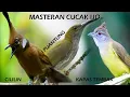 Download Lagu Masteran Cucak Ijo || Besetan || Nembak || Ngerol ||