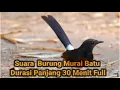 Suara Burung Murai Batu Durasi Panjang 30 Menit Full
