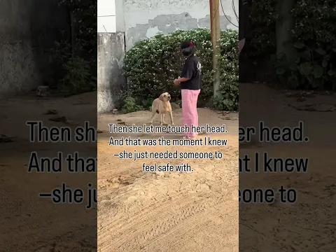 Saving a Terrified Abandoned Labrador 🥺 From Fear to Pure Trust